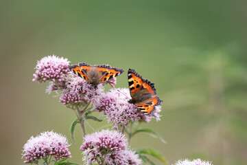 Pair of small tortoiseshell european butterflies upper wing view