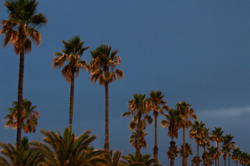Fototapeta na wymiar Barcelona city. Palm trees against the sky. Evening photos. Palm leaves. Sunset sky.