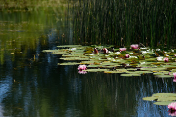 .beautiful red water lilies with green leaves in a park pond on a sunny summer day