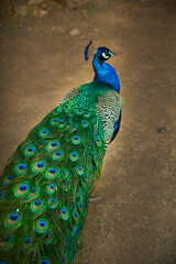 Obraz premium a beautiful peacock with a long tail