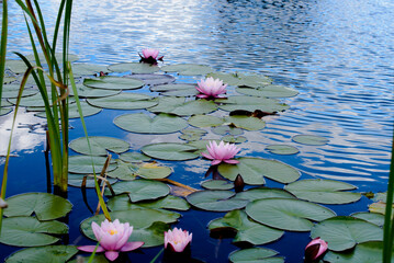 .beautiful red water lilies with green leaves in a park pond on a sunny summer day