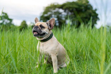 french bulldog portrait at field.