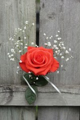 red rose on wooden background