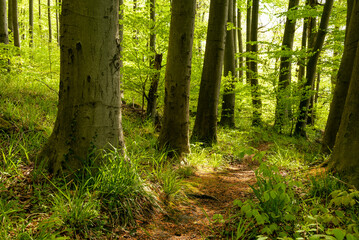 Beautiful path leading between huge old trees in a light flooded beech forest in spring, Weserbergland, Germany