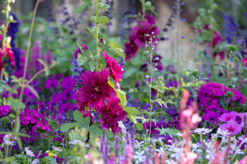 Wide variety of pink flowers in  the garden. Photographed in Chaumont sur Loire during the heatwave in July 2022.