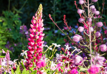 Fototapeta premium Wide variety of pink flowers in the garden. Photographed in Chaumont sur Loire during the heatwave in July 2022.
