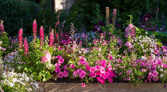 Wide variety of pink flowers in  the garden. Photographed in Chaumont sur Loire during the heatwave in July 2022.