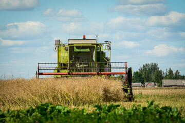 Obraz premium Harvesting rapeseed on a sunny summer day 