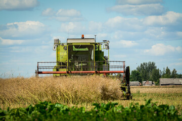 Harvesting rapeseed on a sunny summer day 