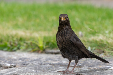 Portrait of a female Eurasian blackbird (turdus merula) perching on a wall