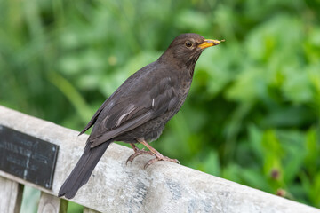 Portrait of a female Eurasian blackbird (turdus merula) perched on a park bench