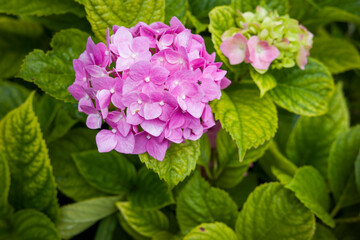 Bush with Hydrangea large-leaved on the estate, shot close-up