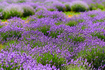 Obraz na płótnie Canvas Blooming lavender flowers in a farmer's field