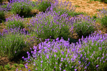 Blooming lavender flowers in a farmer's field