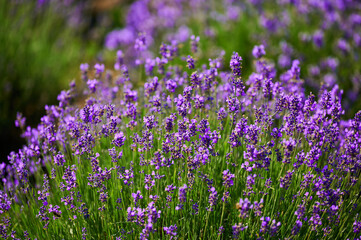 Fototapeta premium Blooming lavender flowers in a farmer's field