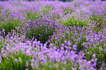 Obraz premium Blooming lavender bushes in a field
