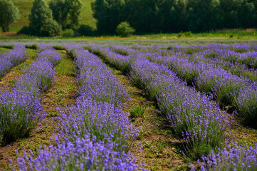 Fototapeta na wymiar Lavender in bloom in horticulture, shot close up