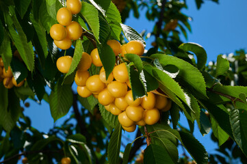 Ripe cherries on a tree branch with fruits, close-up shot