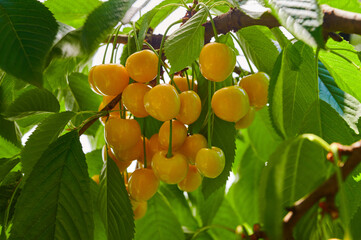 Ripe yellow cherries on the tree