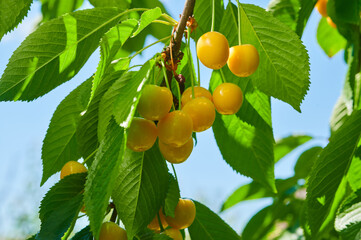 Ripe yellow cherries on the tree