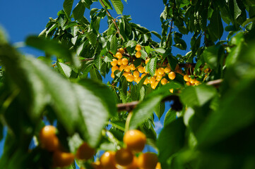 Ripe cherries on a tree branch with fruits, close-up shot