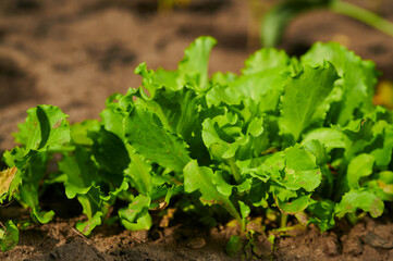 Ripening lettuce bushes in a vegetable garden