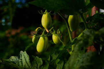 Green tomatoes in the garden,
