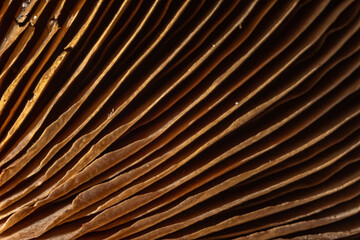 Close-up of the inner surface of a wild mushroom. Macro texture. Abstract brown macro background