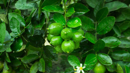Lots of green oranges on the fertile tree