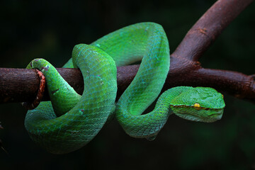 Tropidolaemus Subannulatus on the branch