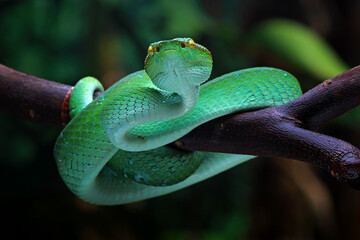 Tropidolaemus Subannulatus on the branch