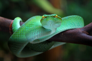Tropidolaemus Subannulatus on the branch