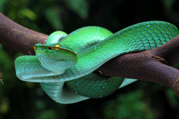 Tropidolaemus Subannulatus on the branch