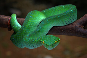 Tropidolaemus Subannulatus on the branch