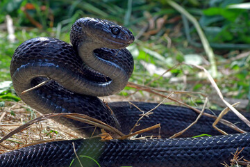 Boiga Dendrophila Gemmicincta, Sulawesi Mangrove Snake