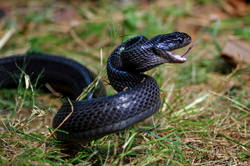 Boiga Dendrophila Gemmicincta, Sulawesi Mangrove Snake