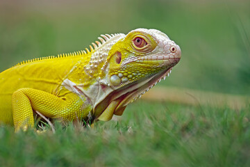 Iguana Albino walking on the grass