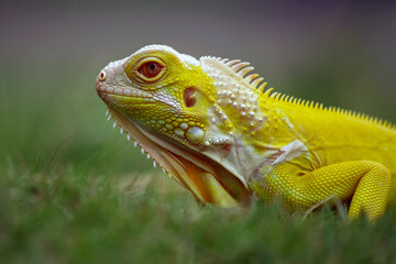 Iguana Albino walking on the grass