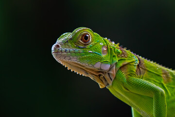 Green Iguana on the branch