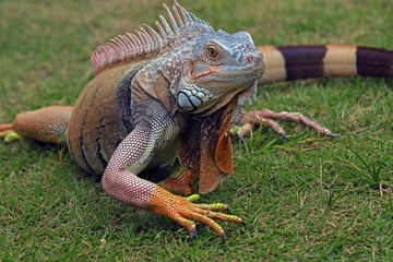 Red Iguana walking in the grass