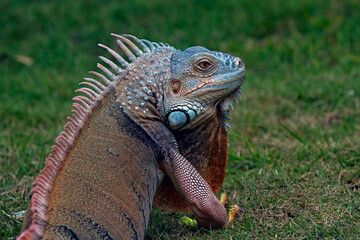 Red Iguana walking in the grass