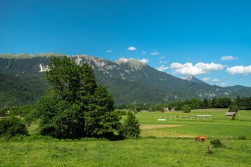 Beautiful panorama idyllic view of Veliki Stol (Hochstuhl) massif at border between Slovenia and Austria with pasture in foreground on a sunny summer day from Bled with blue sky cloud. - 520384700