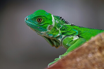 Green Iguana on the branch