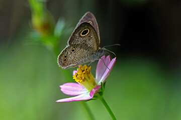 Fototapeta premium A Butterfly on the flower in my garden