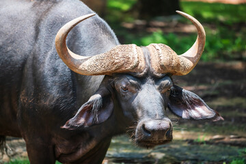 African buffalo portrait or Syncerus caffer with big horns