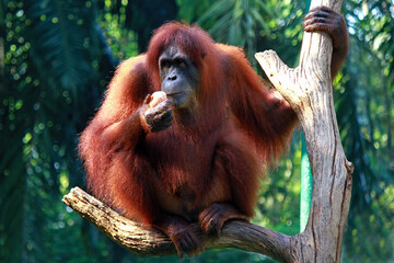 Orangutan in the Ragunan Zoo Indonesia