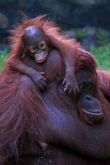 Orangutan in the Ragunan Zoo Indonesia