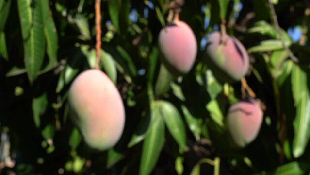 Red mango on a tree in the orchard