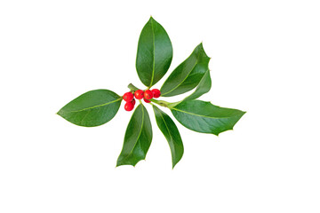 Christmas holly branch isolated on white
