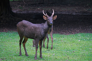 Formosan Sambar Deer, Rusa unicolor swinhoei